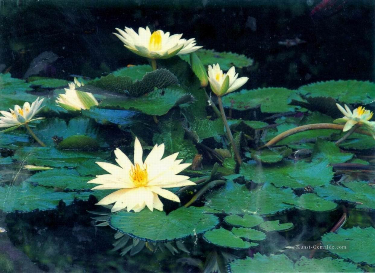 xsh0419b realistischen Bilder von Blumen Ölgemälde